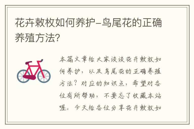 花卉敕枚如何养护-鸟尾花的正确养殖方法？