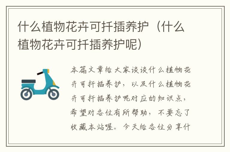 什么植物花卉可扦插养护（什么植物花卉可扦插养护呢）