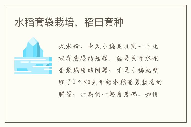 水稻套袋栽培，稻田套种