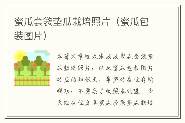 蜜瓜套袋垫瓜栽培照片（蜜瓜包装图片）