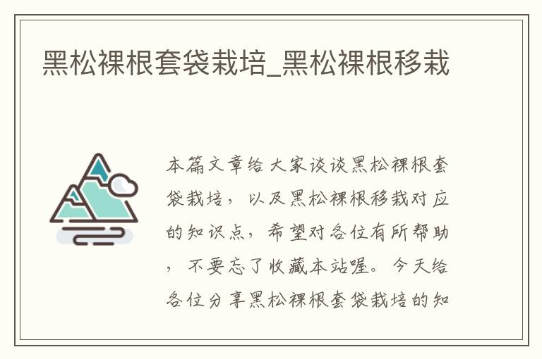黑松裸根套袋栽培_黑松裸根移栽